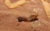 Serratella ignita